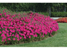 ������ ���� �����. 160 �