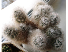 Mammillaria bocasana