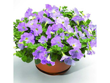 ������� ���� ���. 160 �