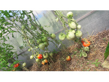 ��� �����������