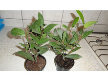 ���� �����������- 450- 500 ���.