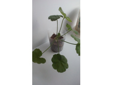 ����-��������� � ������ ��������