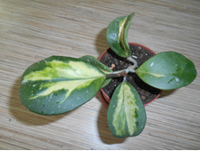 Obovata variegata.