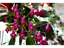 ������������ Heartland's Joy - 150 ���.