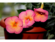 Tropic Mix - 150 ���.