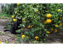 ��� - �������