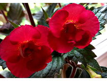 Cranberry Ice Cream - 120 ���.