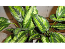 ������� ���������� Pin Stripes