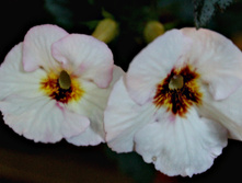 �������� - 50 ���.