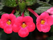 Fire Fortex - 100 ���.