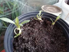 IMG 20190315 072059.jpg