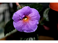 Arletta Blue - 150 ���.