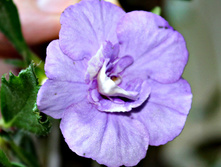 Made in Heaven - 150 ���.