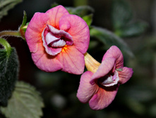 Abendrot - 120 ���.