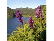 ���������������� ��������.jpg