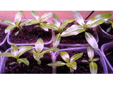 IMG 20190402 194723.jpg