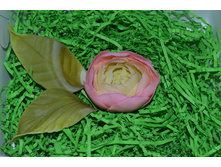 ������ ����������� �� ��������