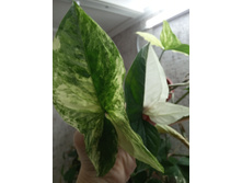 IMG 20190405 162515.jpg