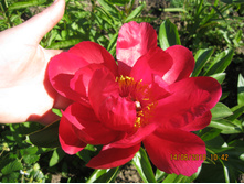 Red red rose ��� ��� ����