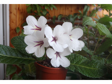 Dale`s Polar Glacier.jpg