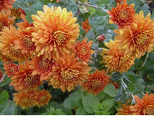 ���������� �����