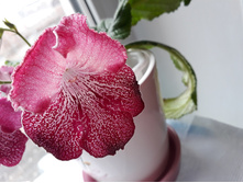 ���������� (������)