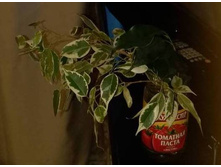 ����� ���.jpg