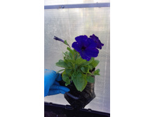 ���� ��������