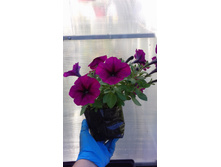 ���� ��������