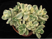 ��������� (Cotyledon ladismithiensis variegata) - 250 ���