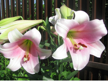 ����� ��������������� ������� ELEGANT LADY