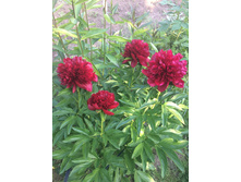 ��� ���� Red Charm