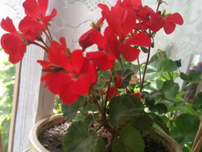 IMG 20180705 122213.jpg