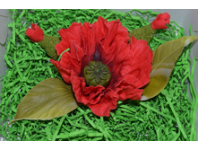 ������ ���� � �������� �� ��������