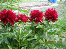 ��� ���� Red Charm