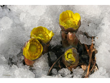 �������� ��������.jpg