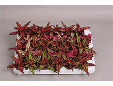 ���������- ����