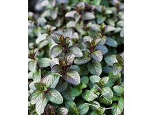 ���� �������. 100 �