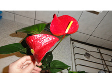 �������� ����