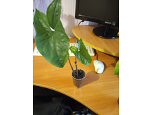 IMG 20190412 181405.jpg