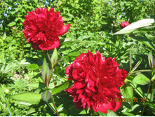 ��� ���� Red Charm