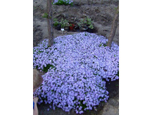 ����� ����������