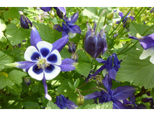 ��������� ������