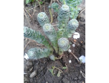 ������ �������������.jpg