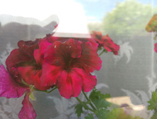 IMG 20180705 122318.jpg