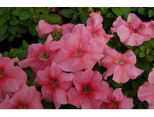 ����� ���