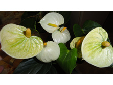 �������� ������