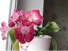 ���������� (������)