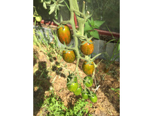 �������� ����