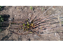 IMG 20190422 131856.jpg